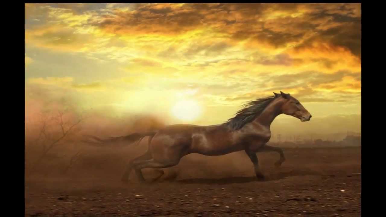 Horses song. Красивые лошади. Лошадь бежит. Очень красивые лошади. Конь на фоне заката.