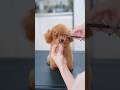 可愛いすぎるトイプーの子犬が初カットで・・・
