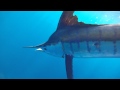 Striped marlin release - Up close!