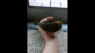 Crap Happens. Literally. The Sparrow Diaries Day 11: Trooper Pooper by weliveinspired 103 views 6 years ago 4 minutes, 2 seconds
