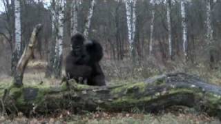 Gorilla På Rymmen Från Stockholms Stadsteater