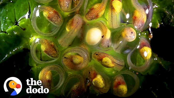 This Is How a Tadpole Transforms Into A Frog | The Dodo