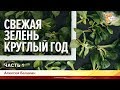 Свежая зелень круглый год. Алексей Балакин. Часть 1