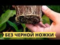 КАК УВЕЛИЧИТЬ КОРНИ РАССАДЫ В ПЕРВУЮ НЕДЕЛЮ