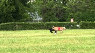 Final lure coursing irish wolfhound bitches cacil Italy - Manerba 30-4-12