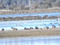 Birdwatching azrou at lake fm ramsa site01122009