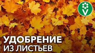 Что делать с ОПАВШИМИ ЛИСТЬЯМИ? Приготовьте ценнейшее органическое удобрение!