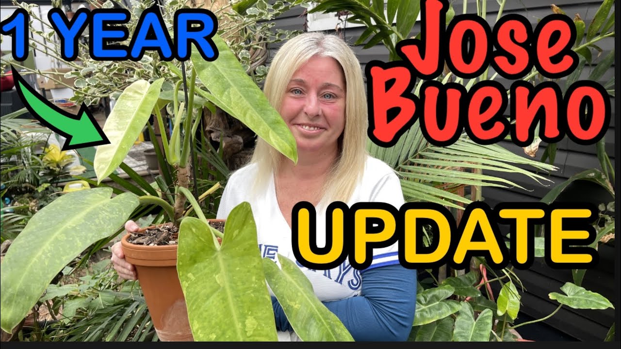 philodendron silver sword big 4
