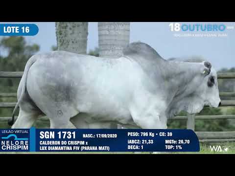 LOTE 16 SGN 1731