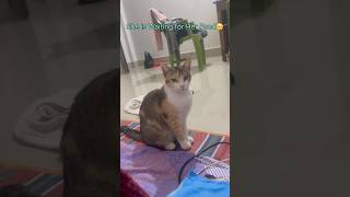 My Nimi Jaan Waiting for Her Food🍛 #nimi #shorts #youtubeshorts #love ❤️🥰