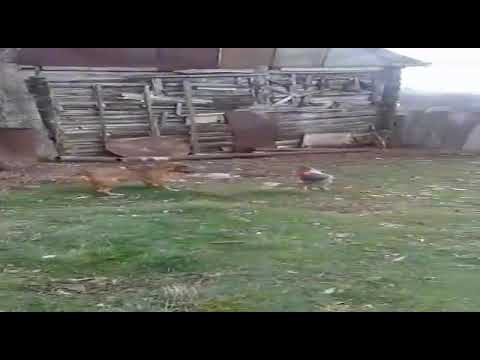 ძაღლი და ქათამი ჩხუბობენ