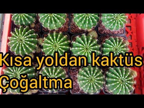 Video: Kaktüslerin Yan Kesimler Ve üst Kısımlarla çoğaltılması