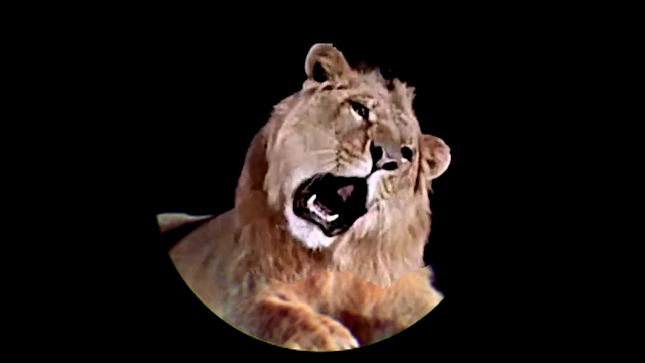 MGM Leo The Lion Video Footage With 2008 Roar YouTube MGM Leo The Lion Video Footage With 2008 Roar YouTube