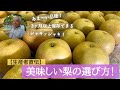 【生産者直伝】美味しい梨の選び方！品種の違いをレポートします。