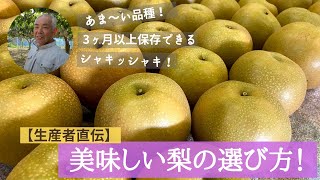 【生産者直伝】美味しい梨の選び方！品種の違いをレポートします。