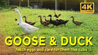 SUARA ANGSA PUTIH, SOANG VS BEBEK ?? JUSTRU MEREKA ADALAH KELUARGA