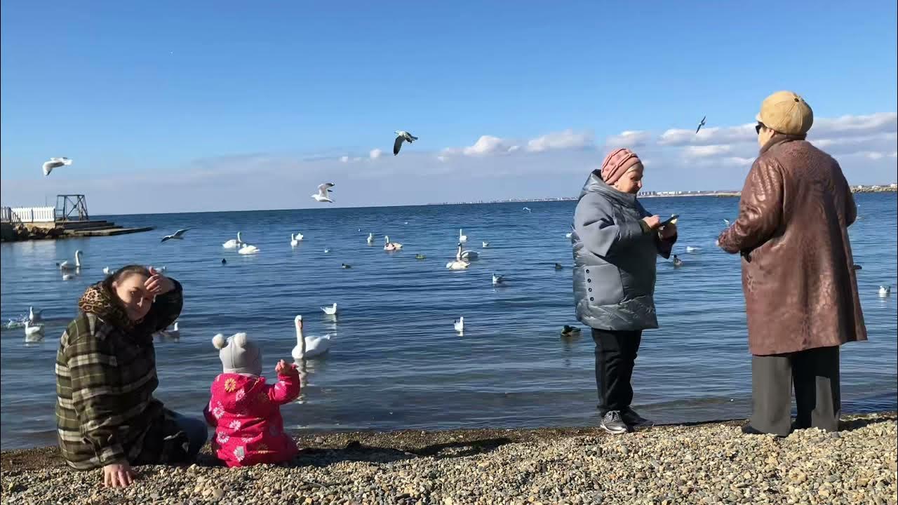 Белек гренландского тюленя. Животных арктической зоны кормит море. Кормление чаек. Что нельзя есть морским свинкам список. Кормить море.