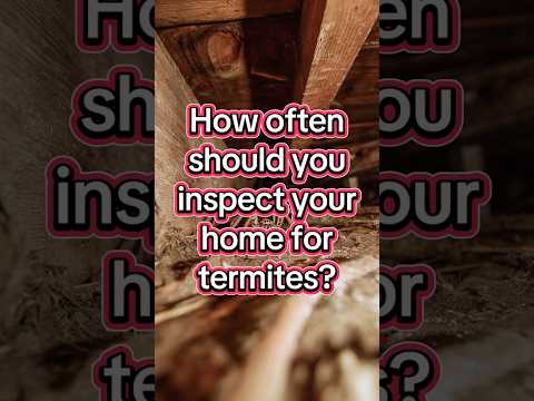 How Often You Should Inspect for Termites