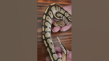 1.0 Cypress Calico Fire het clown #ballpythonbreeder #ballpython #cypress #calico #fire #hetclown