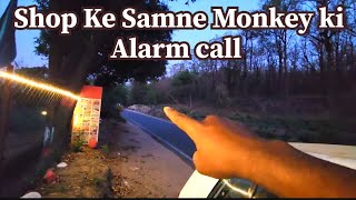 Shop ke Samne Zabardast monkey alarm calling