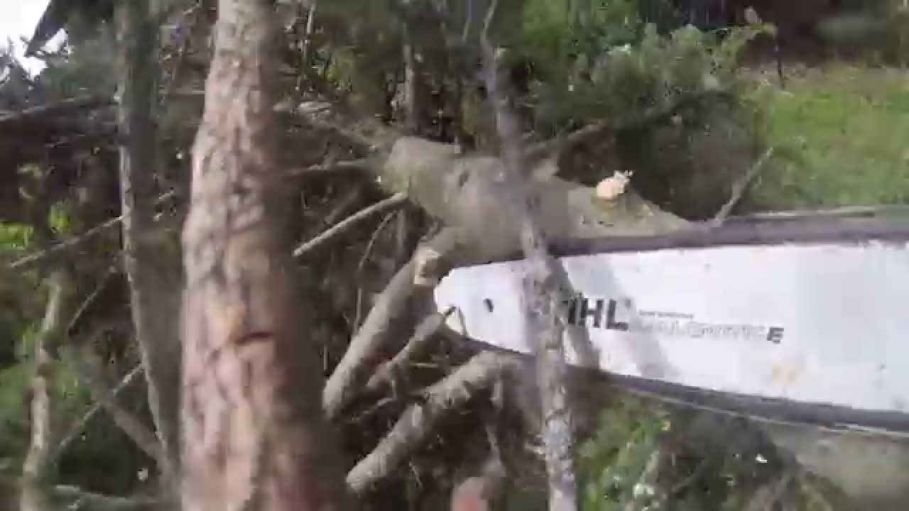 Love The Stihl Climbing Saw ms 201t YouTube