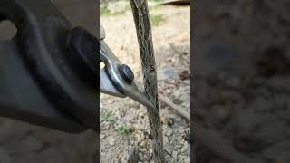 Best method and unique ideas for the grafting of fruit trees #grafting #plants #garden #tree
