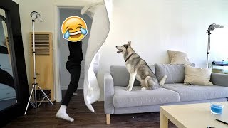What The Fluff Challenge With My Husky Gohan!
