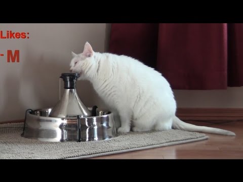 DrinkWell 360 Large Stainless Steel Multi-Pet Fountain - Review