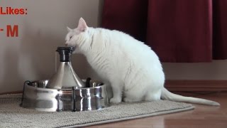 DrinkWell 360 Large Stainless Steel Multi-Pet Fountain - Review by Cat Pause 109,884 views 9 years ago 6 minutes, 58 seconds