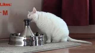 360 cat water fountain