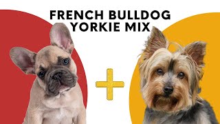 The Frorkie  A French Bulldog and Yorkie Mix