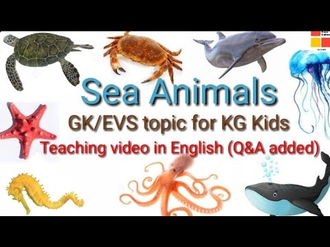 Sea Animals/Water Animals Teaching video in English/#EVS/GK topic for KG  kids#Howtoteach seaanimals? - YouTube