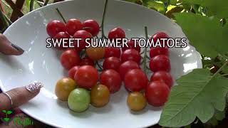 MIDTOWN FOOD 63 -  SUMMER TOMATOES - THE BEST EASY HOMEMADE TOMATO SAUCE