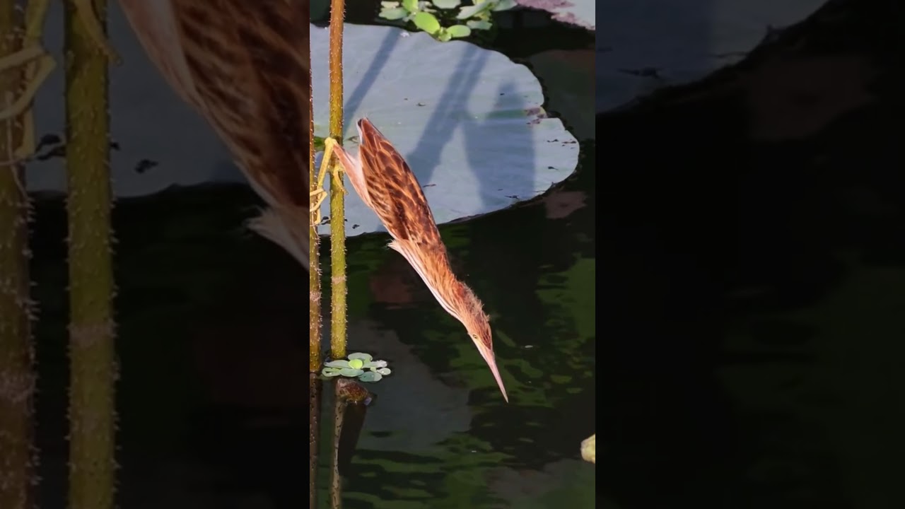 Amazing Bird Eurasian bittern Botaurus stellaris 