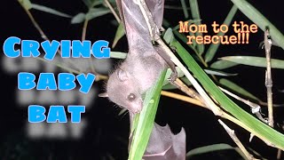 A Crying Baby Bat - Mom to the rescue!!😮😮