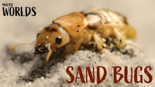 Microworlds: Bugs—Survival in the Sand