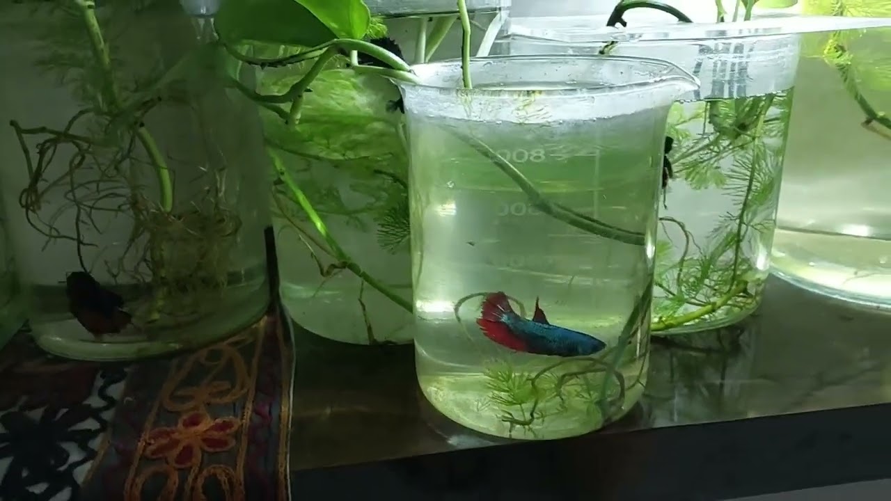 Betta Fish "Jumped out of Tank" YouTube