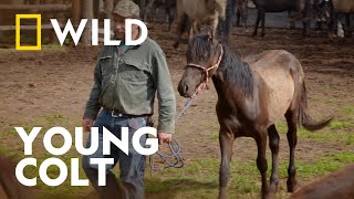 Dr. Oakley Helps a Young Colt | Wild, Wild Vets | National Geographic WILD