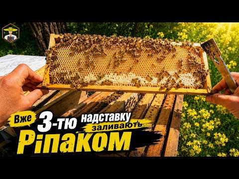 ВУЛИК РЕКОРДСМЕН! Уже 3-тя надставка під рапсовий мед 🐝 16.05.2026