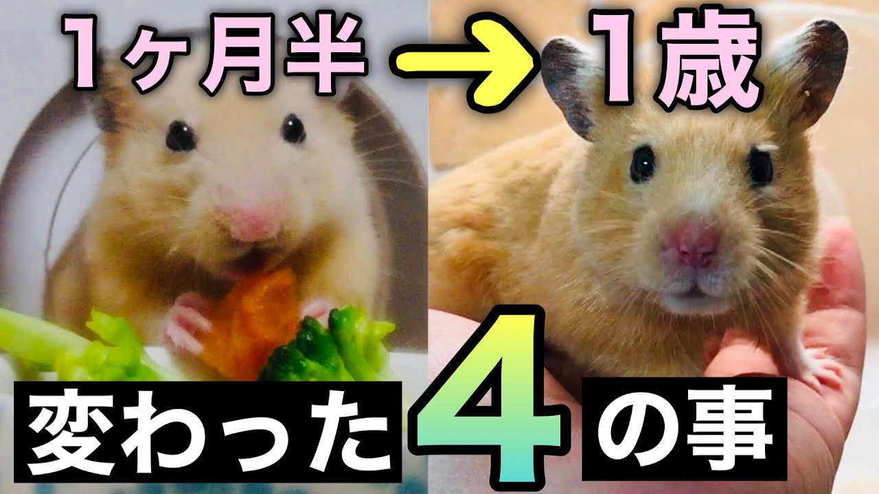 My Syrian hamster has turned one year old and I'm happy to