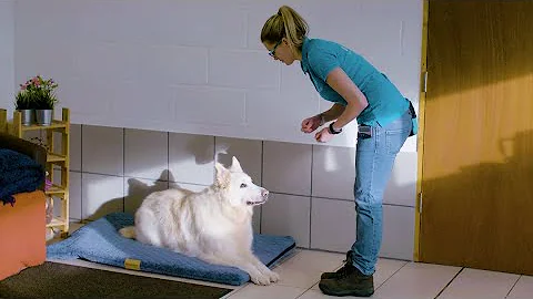 Teach your Dog a "Bed" Command | The Battersea Way