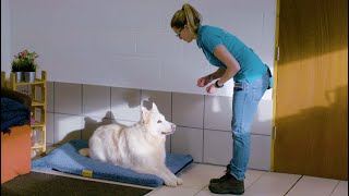 Teach Your Dog A Bed Command The Battersea Way