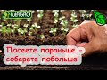 10 ВКУСНЫХ ОВОЩЕЙ, КОТОРЫЕ НАДО ПОСЕЯТЬ ДО 10 МАЯ (а лучше и еще раньше).