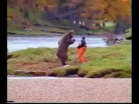 Bären zerfleischen Wildpark-Wärter ... Touristen sehen alles mit an!