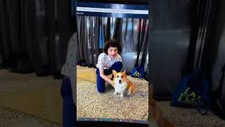 When My Dog Met Finn Wolfhard Tofu The Corgi