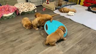 Curious Doge de Bodeaux Puppies by Premiere Roux Bordeaux 1,483 views 2 months ago 1 minute, 41 seconds