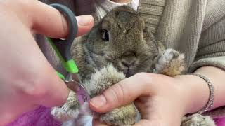 Rabbit Survives  Manicure | Rabbit Hates Manicure