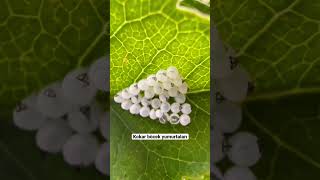 Balkon Bitkilerinde Kokar Böcek Yumurtası