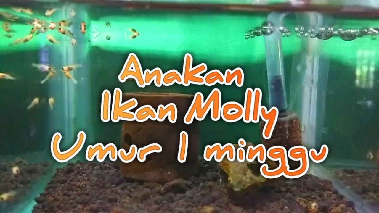 Anakan ikan molly balon umur 1 minggu / 7 hari 
