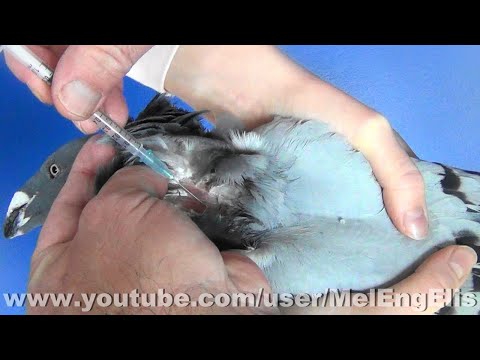 Vidéo: Comment traiter le paramyxovirus chez les pigeons ?